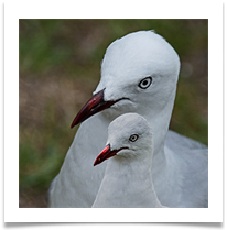 Red Billed Gulls. Double Exposure - Richard  Nicholls